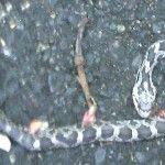 Snakes on a Plane – Or at Least in my Backyard
