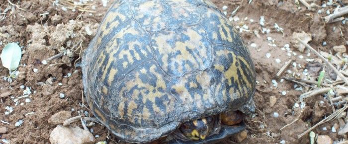 Eastern Box Turtle – Terrapene Carolina – Time to come out of your shell