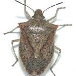 Stink Bugs will be knocking at your door soon – Kill them Safely