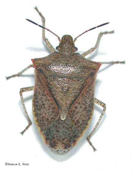 Don't live with Stink Bugs this winter